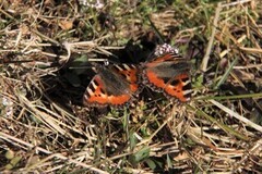 Neslesommerfugl (Aglais urticae)