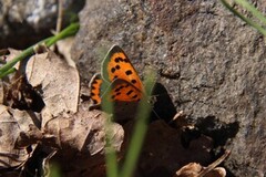 Ildgullvinge (Lycaena phlaeas)