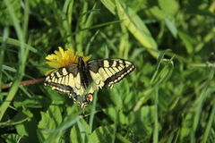 Svalestjert (Papilio machaon)