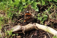 Admiral (Vanessa atalanta)