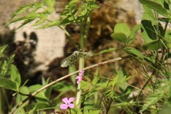 Aurorasommerfugl (Anthocharis cardamines)