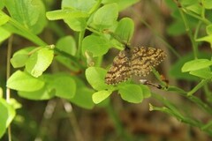 Lyngmåler (Ematurga atomaria)