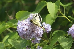 Svalestjert (Papilio machaon)