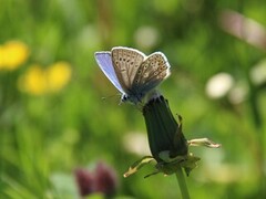 Tiriltungeblåvinge (Polyommatus icarus)