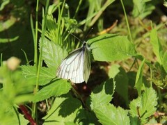 Rapssommerfugl (Pieris napi)