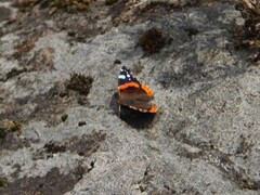 Admiral (Vanessa atalanta)