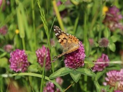 Tistelsommerfugl (Vanessa cardui)