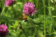 Engsmyger (Ochlodes sylvanus)