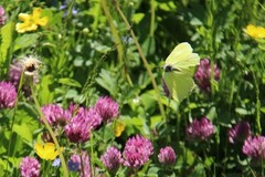 Sitronsommerfugl (Gonepteryx rhamni)