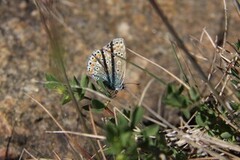 Tiriltungeblåvinge (Polyommatus icarus)