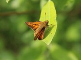 Engsmyger (Ochlodes sylvanus)