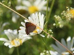 Ildgullvinge (Lycaena phlaeas)