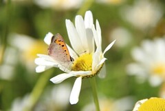 Ildgullvinge (Lycaena phlaeas)