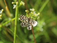 Rutemåler (Chiasmia clathrata)