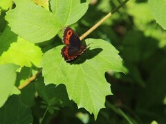 Fløyelsringvinge (Erebia ligea)