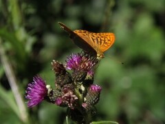 Keiserkåpe (Argynnis paphia)