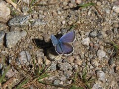 Argusblåvinge (Plebejus argus)