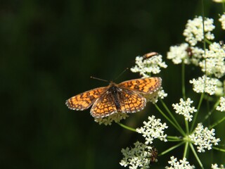 Marimjellerutevinge (Melitaea athalia)