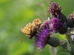 Brunflekket perlemorvinge (Boloria selene)