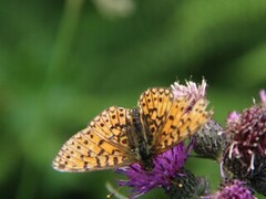 Brunflekket perlemorvinge (Boloria selene)