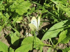 Stor kålsommerfugl (Pieris brassicae)