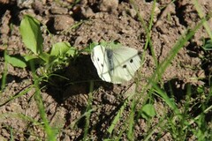 Stor kålsommerfugl (Pieris brassicae)