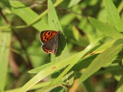 Ildgullvinge (Lycaena phlaeas)