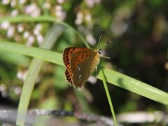 Oransjegullvinge (Lycaena virgaureae)