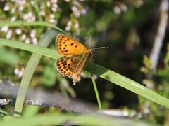Oransjegullvinge (Lycaena virgaureae)