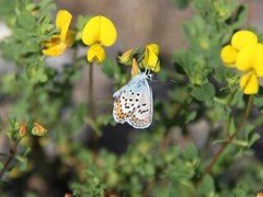 Idasblåvinge (Plebejus idas)