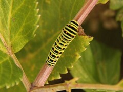 Svalestjert (Papilio machaon)