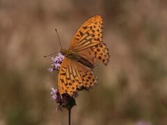 Keiserkåpe (Argynnis paphia)