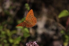 Keiserkåpe (Argynnis paphia)