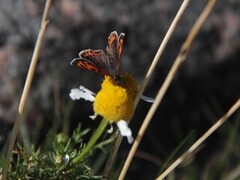 Ildgullvinge (Lycaena phlaeas)