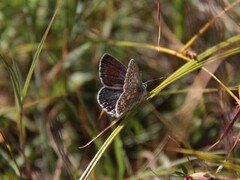 Tiriltungeblåvinge (Polyommatus icarus)