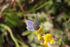 Tiriltungeblåvinge (Polyommatus icarus)