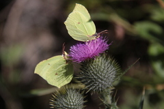 Sitronsommerfugl (Gonepteryx rhamni)