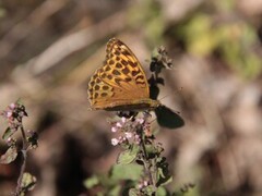 Keiserkåpe (Argynnis paphia)