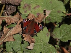 Dagpåfugløye (Aglais io)