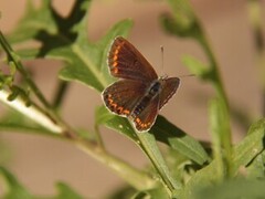 Sankthansblåvinge (Aricia artaxerxes)