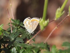 Sankthansblåvinge (Aricia artaxerxes)