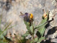 Tiriltungeblåvinge (Polyommatus icarus)