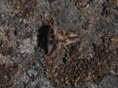 Gammafly (Autographa gamma)