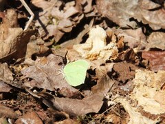 Sitronsommerfugl (Gonepteryx rhamni)