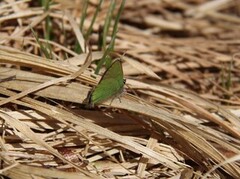 Grønnstjertvinge (Callophrys rubi)