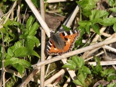 Neslesommerfugl (Aglais urticae)