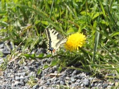 Svalestjert (Papilio machaon)