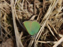 Grønnstjertvinge (Callophrys rubi)