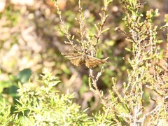 Lyngmåler (Ematurga atomaria)