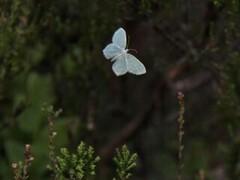 Blåbærbladmåler (Jodis putata)